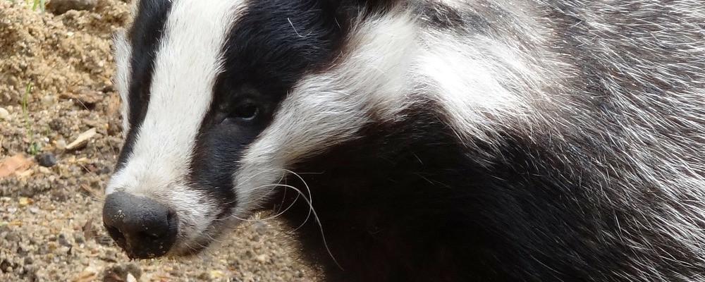 Let's Parlay About The Badger - Black Ship Grooming Co.