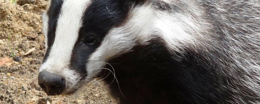 Let's Parlay About The Badger - Black Ship Grooming Co.